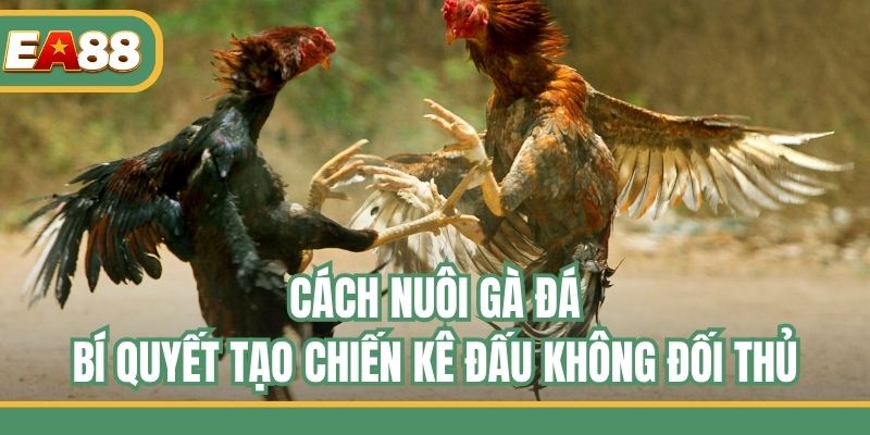 Cách Nuôi Gà Đá - Bí Quyết Tạo Chiến Kê Đấu Không Đối Thủ