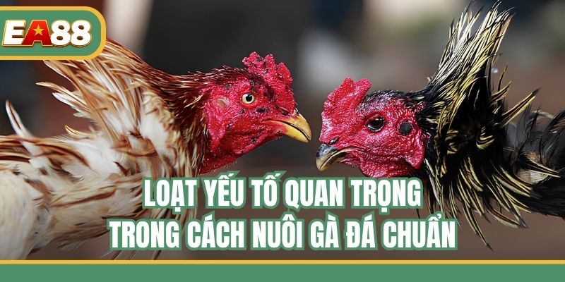 Loạt yếu tố quan trọng trong cách nuôi gà đá chuẩn