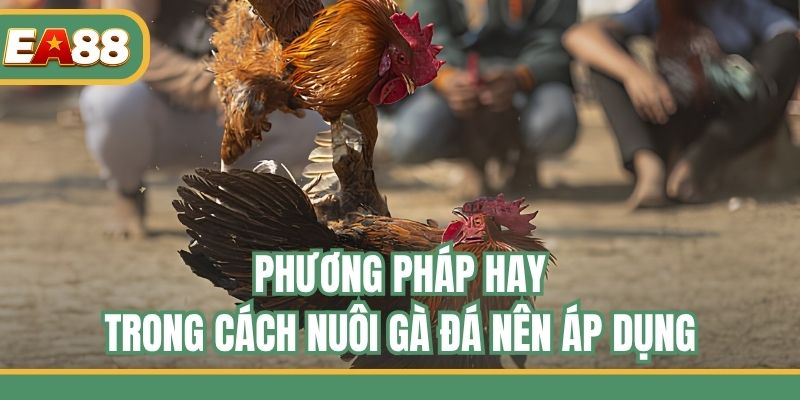 Phương pháp hay trong cách nuôi gà đá nên áp dụng