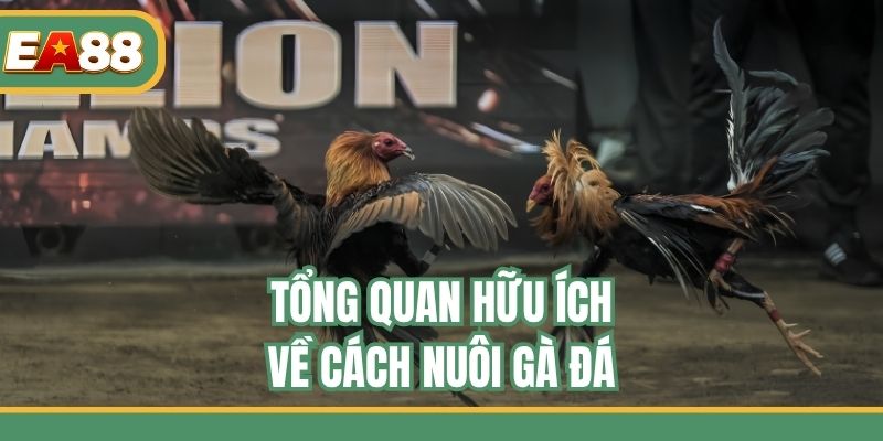 Tổng quan hữu ích về cách nuôi gà đá